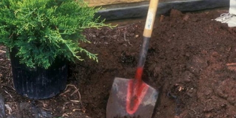 Sadnja kleke u proljeće, kako se brinuti na selu